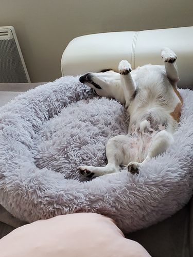Customer photo review of Lit Apaisant Comfy® |  Pour Chien et Chat
