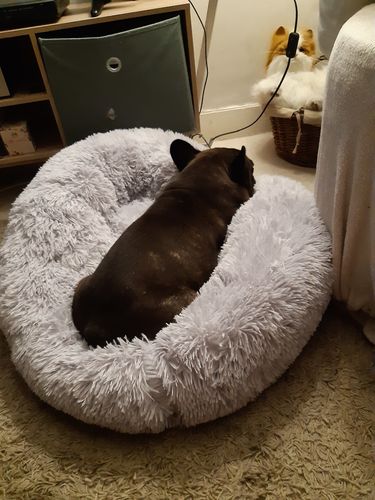Customer photo review of Lit Apaisant Comfy® |  Pour Chien et Chat