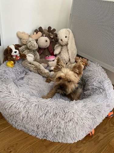 Customer photo review of Lit Apaisant Comfy® |  Pour Chien et Chat