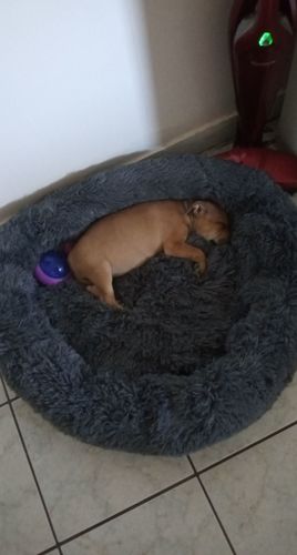 Customer photo review of Lit Apaisant Comfy® |  Pour Chien et Chat