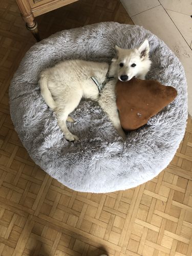 Customer photo review of Lit Apaisant Comfy® |  Pour Chien et Chat