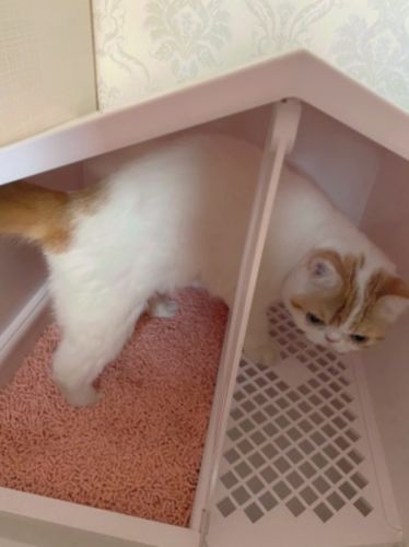 Customer photo review of Michu Tofu Natural Clumping Cat Litter 2.5kg/6L