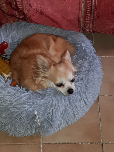 Customer photo review of Lit Apaisant Comfy® |  Pour Chien et Chat