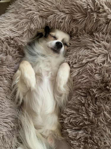 Customer photo review of Lit Apaisant Comfy® |  Pour Chien et Chat