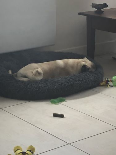 Customer photo review of Lit Apaisant Comfy® |  Pour Chien et Chat
