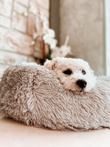 Customer photo review of Lit Apaisant Comfy® |  Pour Chien et Chat
