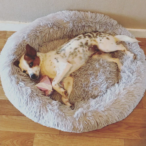 Customer photo review of Lit Apaisant Comfy® |  Pour Chien et Chat