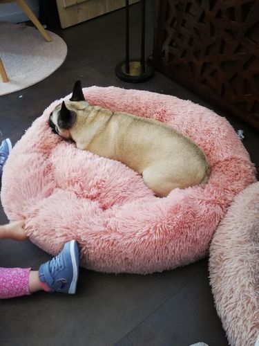 Customer photo review of Lit Apaisant Comfy® |  Pour Chien et Chat