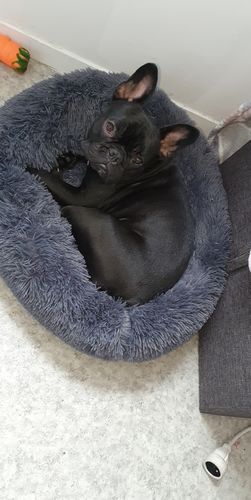 Customer photo review of Lit Apaisant Comfy® |  Pour Chien et Chat