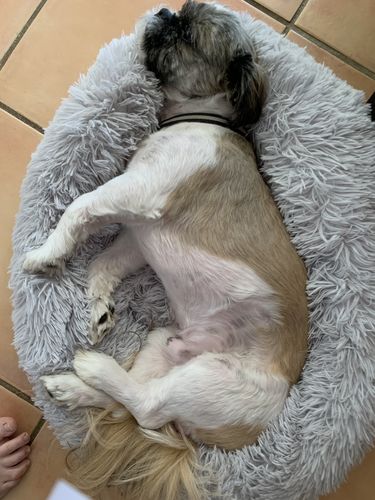 Customer photo review of Lit Apaisant Comfy® |  Pour Chien et Chat