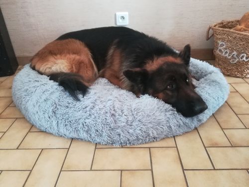 Customer photo review of Lit Apaisant Comfy® |  Pour Chien et Chat