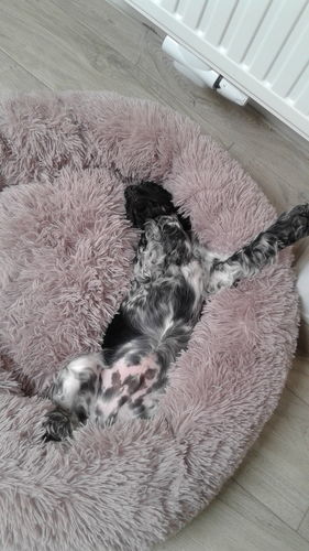 Customer photo review of Lit Apaisant Comfy® |  Pour Chien et Chat