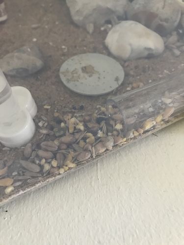 Customer photo review of Mixed Seeds