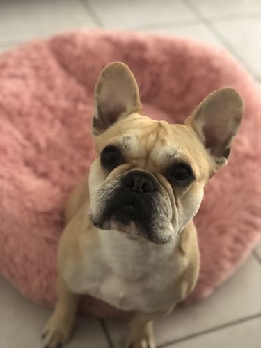 Customer photo review of Lit Apaisant Comfy® |  Pour Chien et Chat