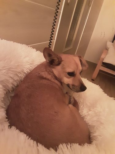 Customer photo review of Lit Apaisant Comfy® |  Pour Chien et Chat