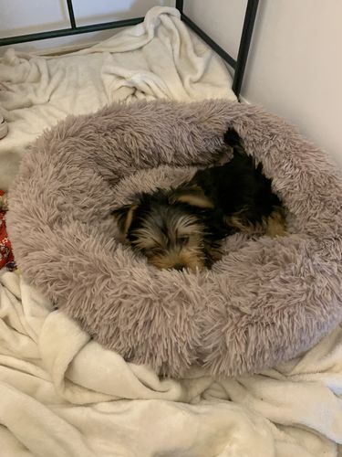 Customer photo review of Lit Apaisant Comfy® |  Pour Chien et Chat