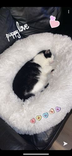 Customer photo review of Lit Apaisant Comfy® |  Pour Chien et Chat