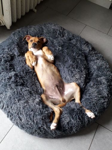 Customer photo review of Lit Apaisant Comfy® |  Pour Chien et Chat