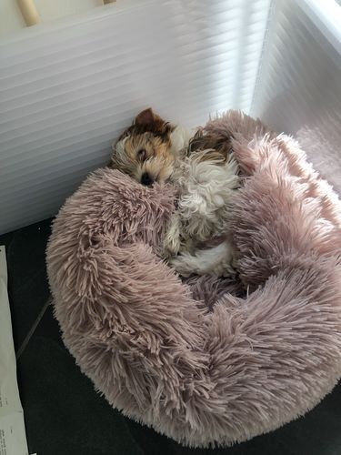Customer photo review of Lit Apaisant Comfy® |  Pour Chien et Chat