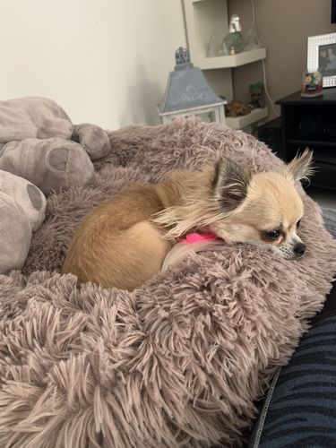 Customer photo review of Lit Apaisant Comfy® |  Pour Chien et Chat