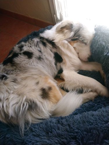 Customer photo review of Lit Apaisant Comfy® |  Pour Chien et Chat