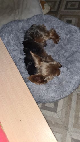 Customer photo review of Lit Apaisant Comfy® |  Pour Chien et Chat