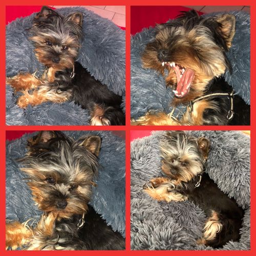 Customer photo review of Lit Apaisant Comfy® |  Pour Chien et Chat