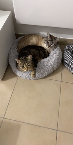 Customer photo review of Lit Apaisant Comfy® |  Pour Chien et Chat