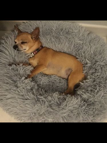 Customer photo review of Lit Apaisant Comfy® |  Pour Chien et Chat