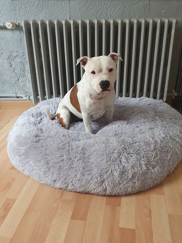 Customer photo review of Lit Apaisant Comfy® |  Pour Chien et Chat