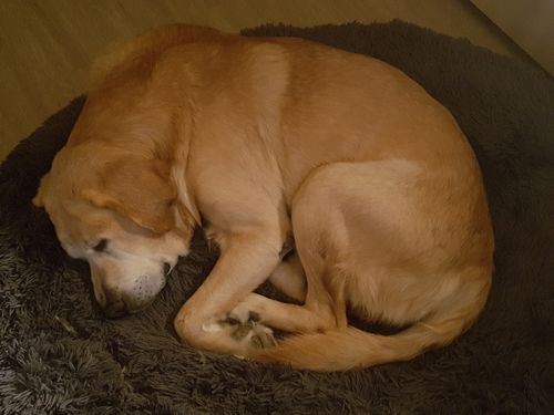 Customer photo review of Lit Apaisant Comfy® |  Pour Chien et Chat