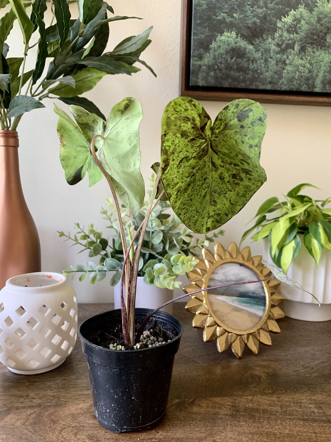Customer photo review of 4" Colocasia Mojito