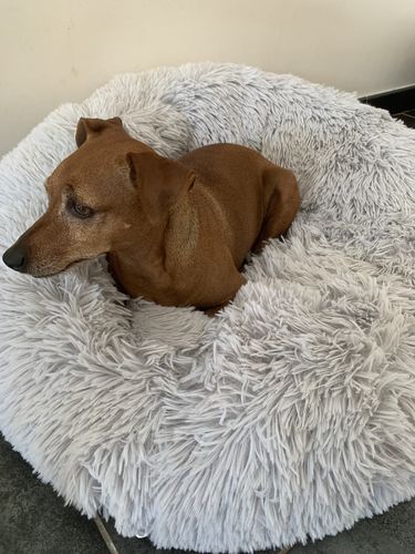 Customer photo review of Lit Apaisant Comfy® |  Pour Chien et Chat