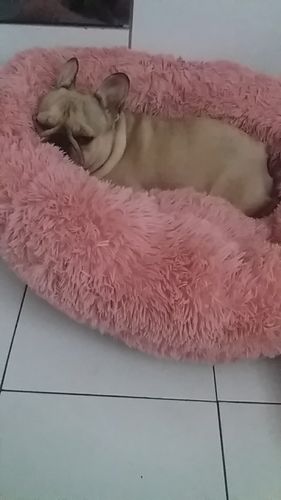 Customer photo review of Lit Apaisant Comfy® |  Pour Chien et Chat