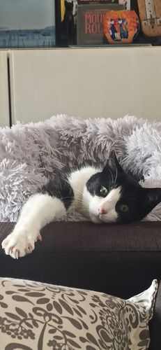 Customer photo review of Lit Apaisant Comfy® |  Pour Chien et Chat
