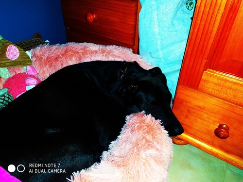 Customer photo review of Lit Apaisant Comfy® |  Pour Chien et Chat