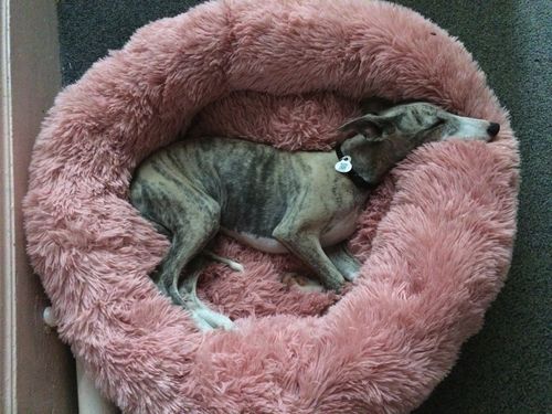 Customer photo review of Lit Apaisant Comfy® |  Pour Chien et Chat