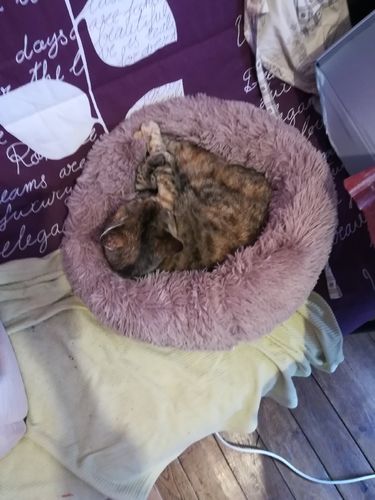 Customer photo review of Lit Apaisant Comfy® |  Pour Chien et Chat