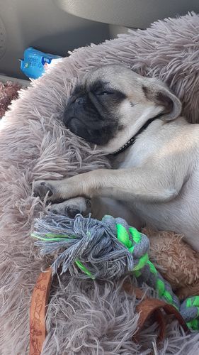 Customer photo review of Lit Apaisant Comfy® |  Pour Chien et Chat