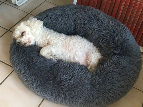 Customer photo review of Lit Apaisant Comfy® |  Pour Chien et Chat