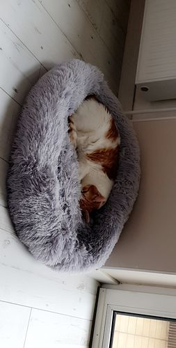 Customer photo review of Lit Apaisant Comfy® |  Pour Chien et Chat