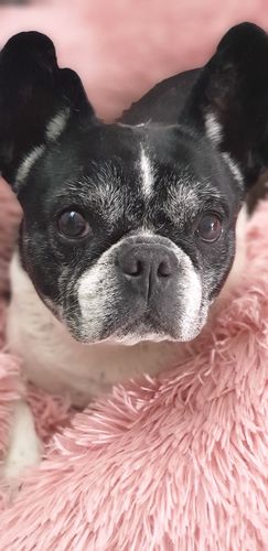 Customer photo review of Lit Apaisant Comfy® |  Pour Chien et Chat