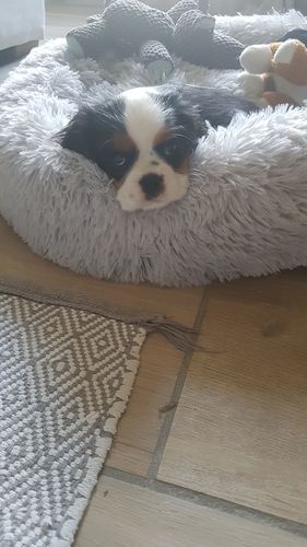 Customer photo review of Lit Apaisant Comfy® |  Pour Chien et Chat