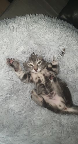 Customer photo review of Lit Apaisant Comfy® |  Pour Chien et Chat