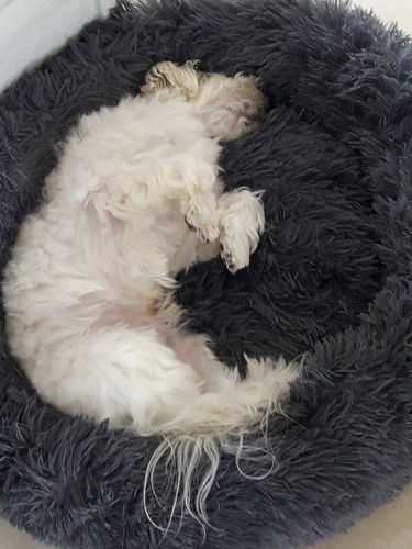 Customer photo review of Lit Apaisant Comfy® |  Pour Chien et Chat