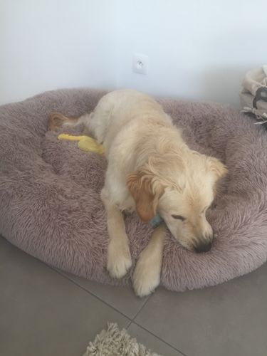 Customer photo review of Lit Apaisant Comfy® |  Pour Chien et Chat