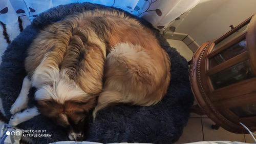 Customer photo review of Lit Apaisant Comfy® |  Pour Chien et Chat