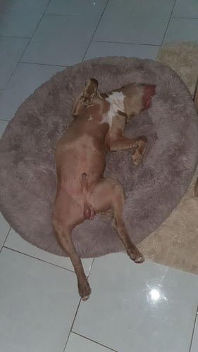 Customer photo review of Lit Apaisant Comfy® |  Pour Chien et Chat