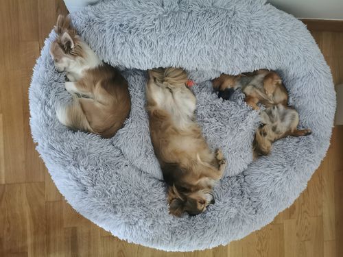 Customer photo review of Lit Apaisant Comfy® |  Pour Chien et Chat