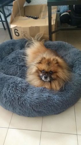 Customer photo review of Lit Apaisant Comfy® |  Pour Chien et Chat